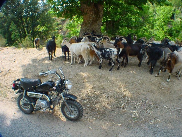 04.08.2003 : Porto - Evisa - Vico