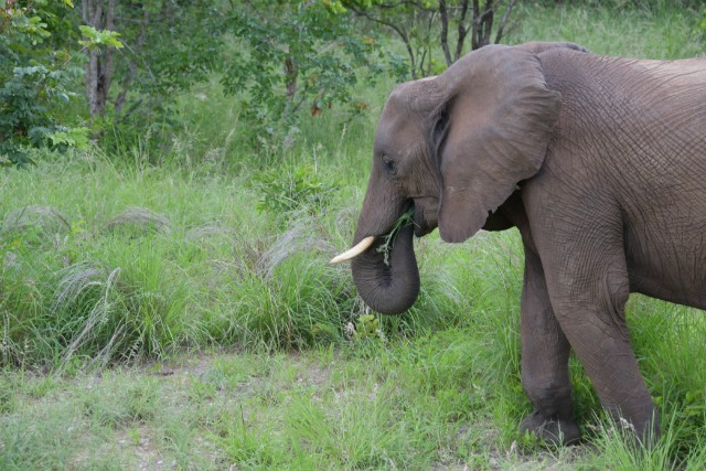 071 - Parc National de Chobe (Botswana)