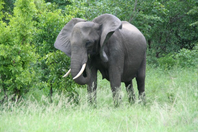 081 - Parc National de Chobe (Botswana)