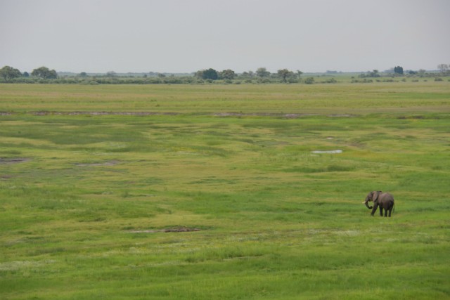 087 - Parc National de Chobe (Botswana)
