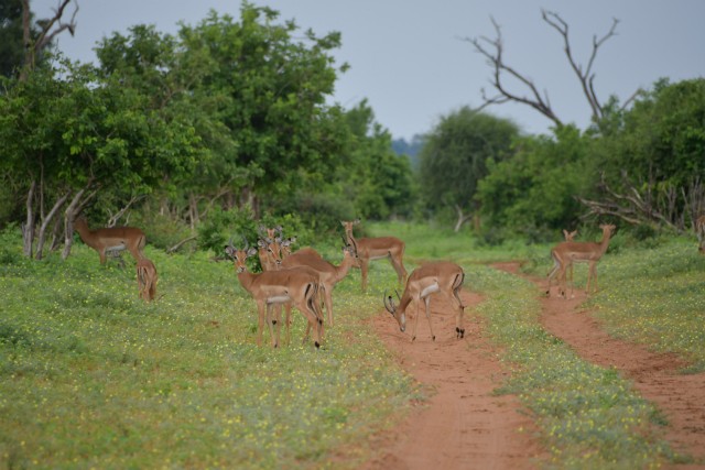 114 - Parc National de Chobe (Botswana)