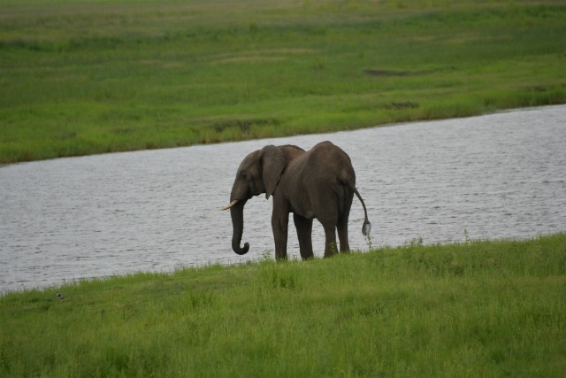 117 - Parc National de Chobe (Botswana)