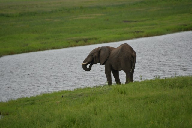 118 - Parc National de Chobe (Botswana)