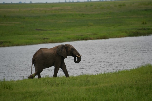 119 - Parc National de Chobe (Botswana)