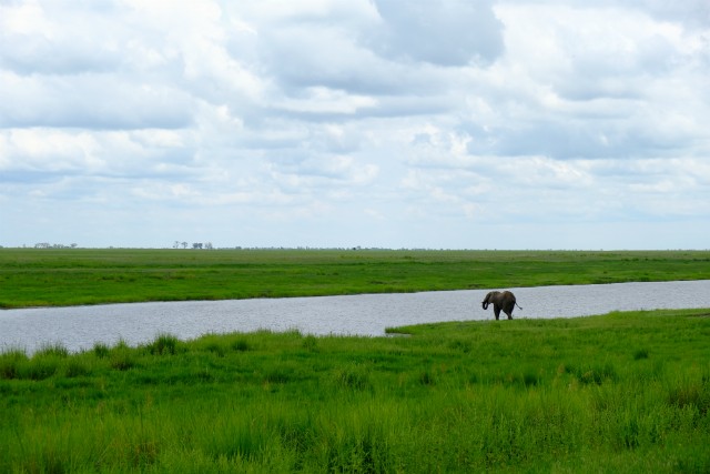 123 - Parc National de Chobe (Botswana)