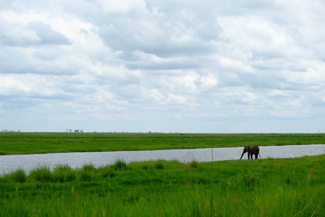 124 - Parc National de Chobe (Botswana)
