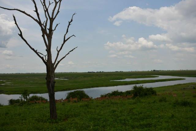 127 - Parc National de Chobe (Botswana)