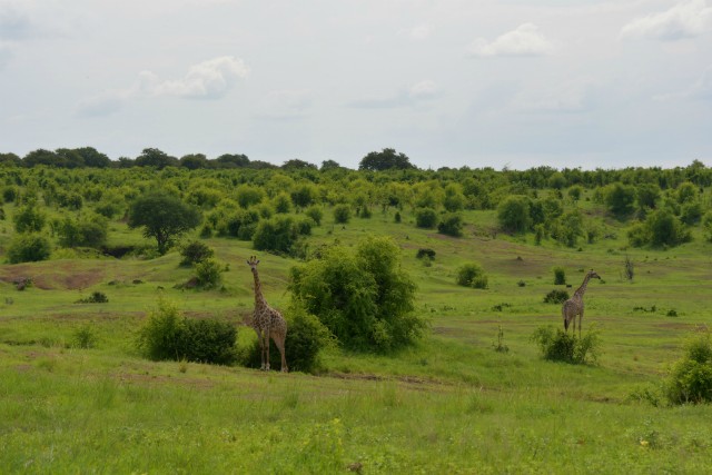 128 - Parc National de Chobe (Botswana)