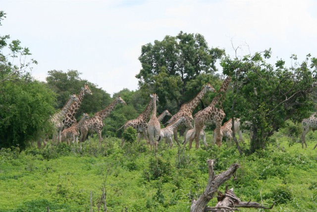 130 - Parc National de Chobe (Botswana)