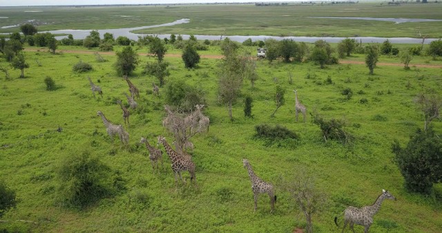 133 - Parc National de Chobe (Botswana)
