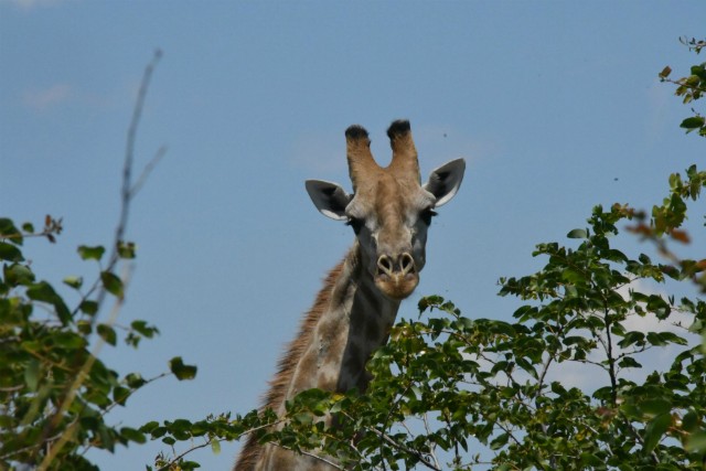 172 - Parc National de Chobe (Botswana)