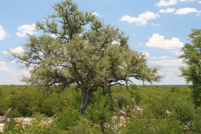 173 - Parc National de Chobe (Botswana)