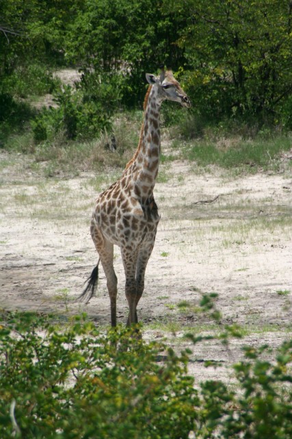 179 - Parc National de Chobe (Botswana)