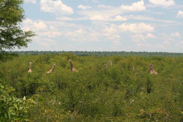 185 - Parc National de Chobe (Botswana)
