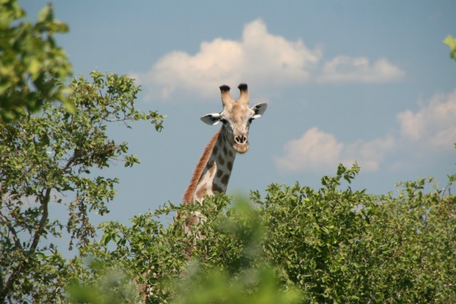 186 - Parc National de Chobe (Botswana)
