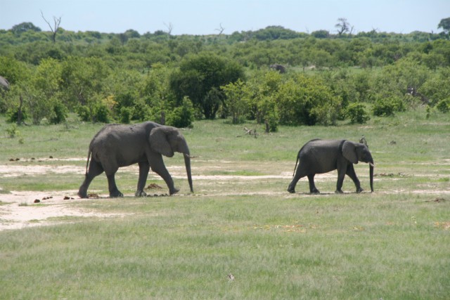 189 - Parc National de Chobe (Botswana)