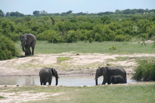190 - Parc National de Chobe (Botswana)