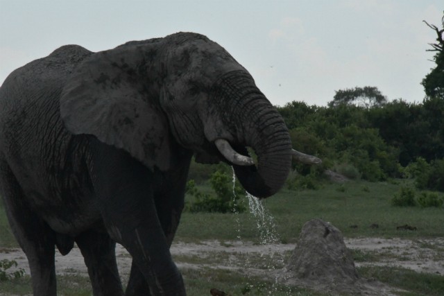 192 - Parc National de Chobe (Botswana)