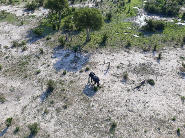 207 - Parc National de Chobe (Botswana)